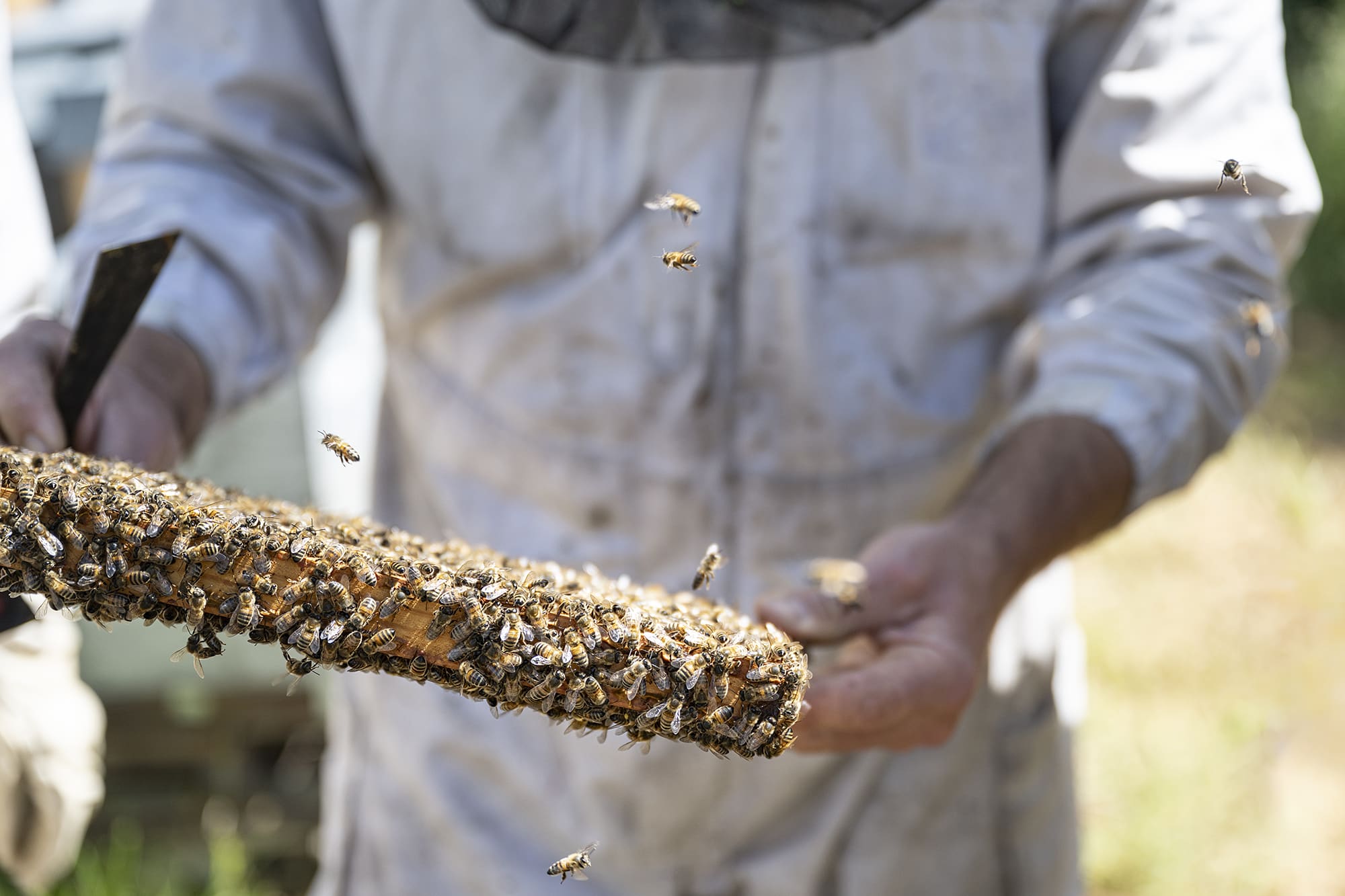 Les abeilles en action