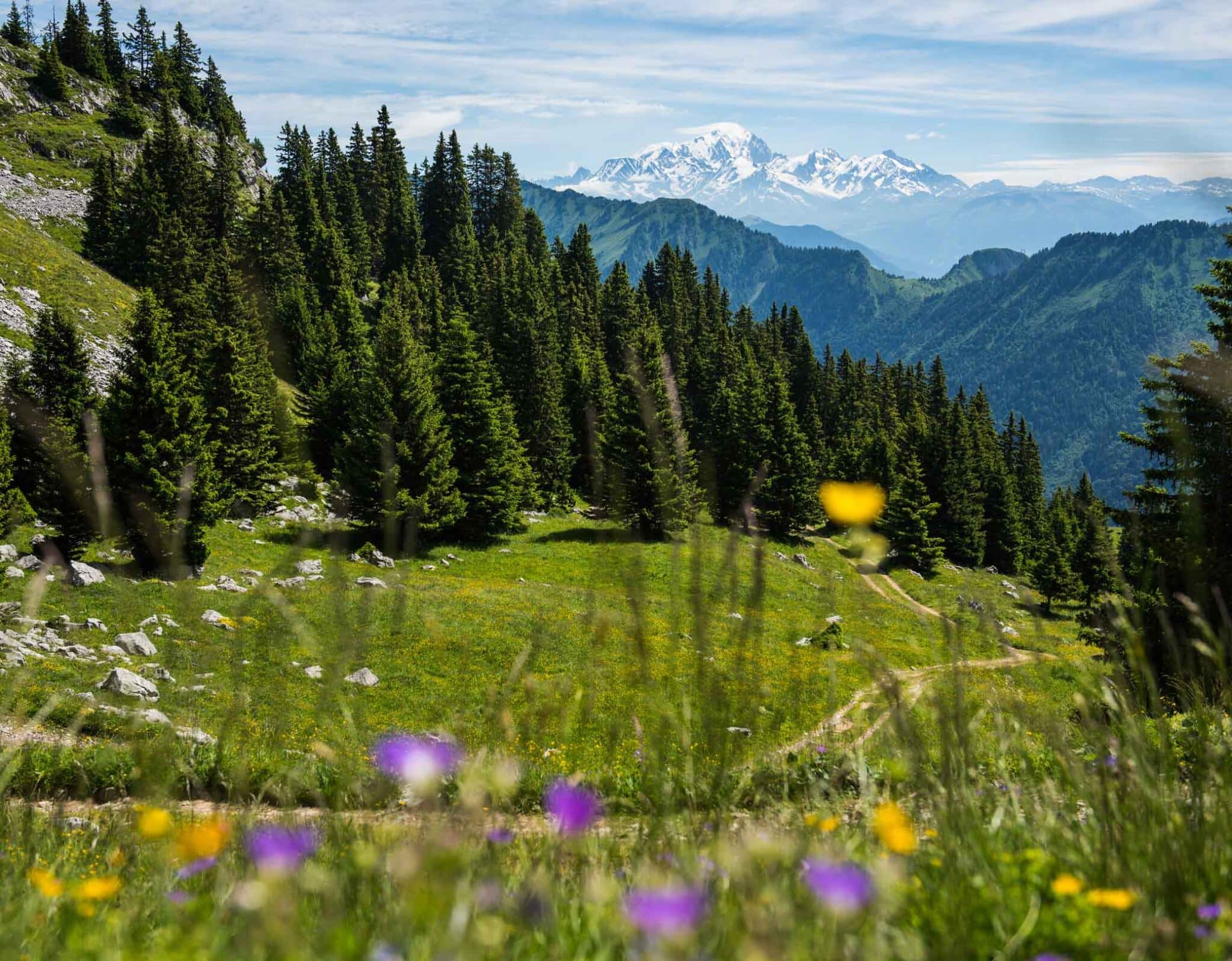 La Sambuy 1850m d'altitude fleurs, arbres et montagne