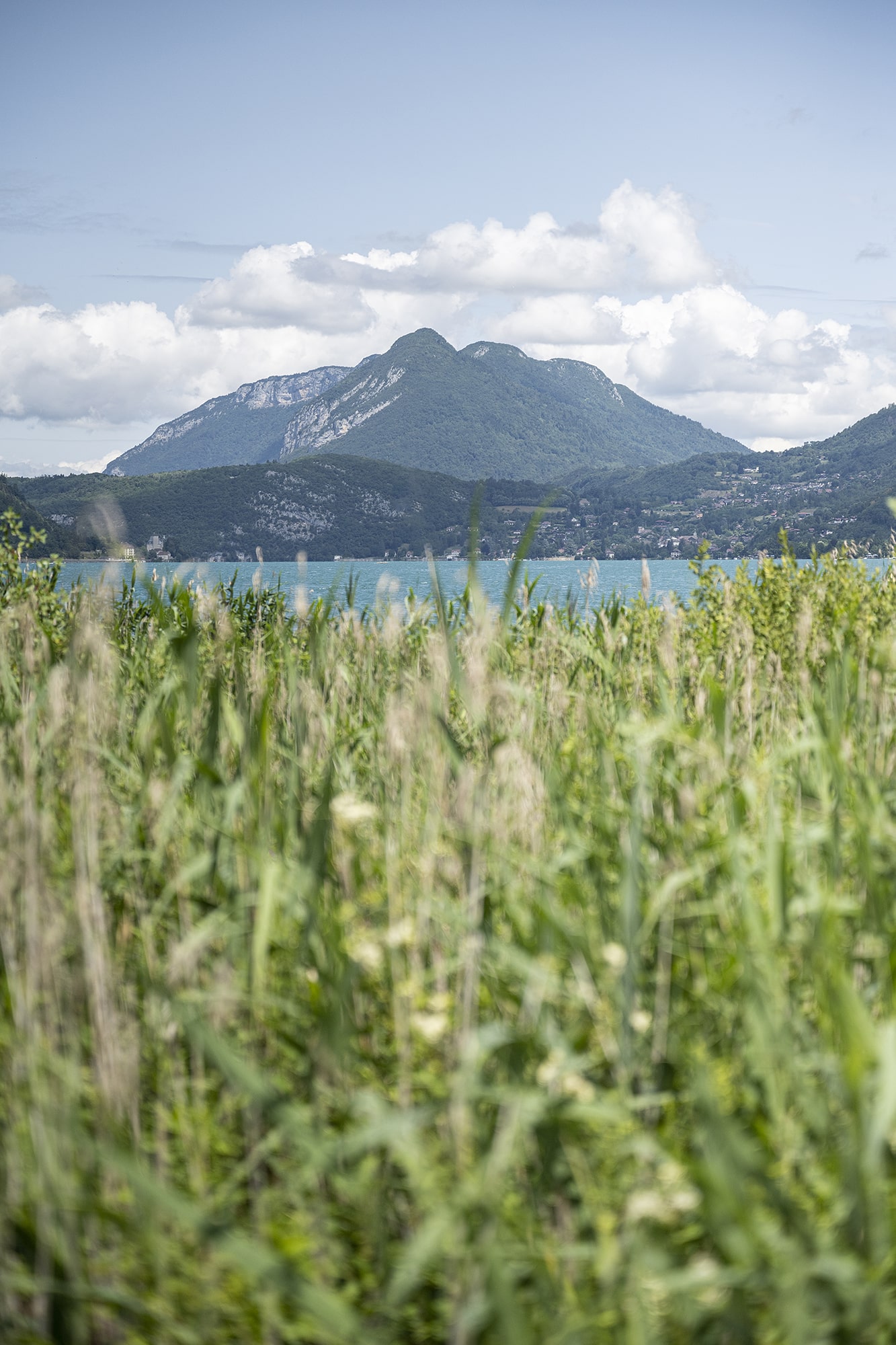 végétation lac d'Annecy et montagne