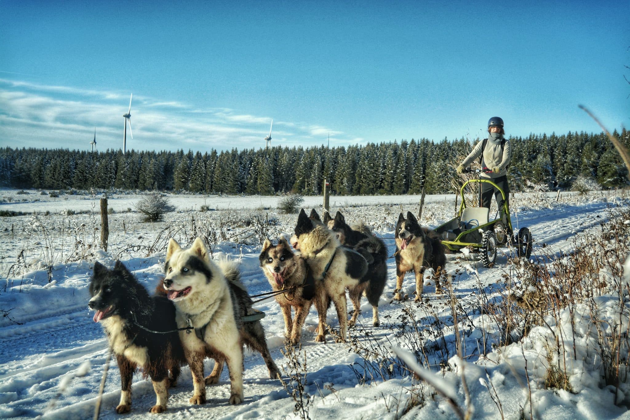 chiens de traîneau et musher