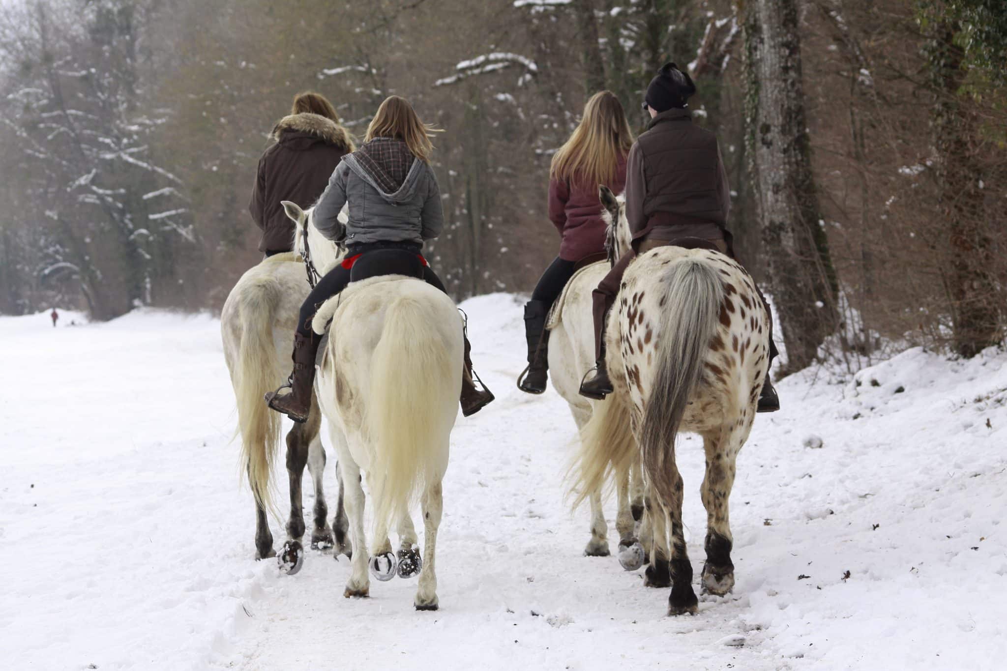 Balade à cheval sous la neige aux Sources du lac d'Annecy